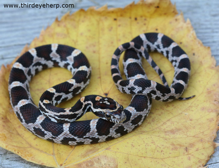 Okeetee Corn Snake